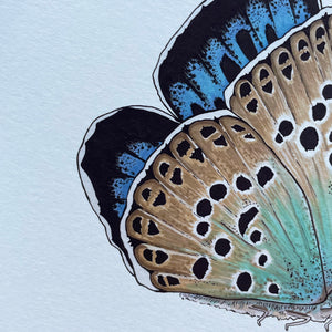 Large Blue illustrated butterfly print