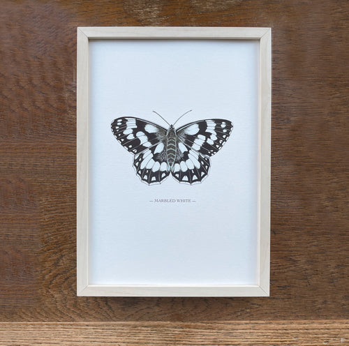 Marbled White illustrated butterfly print