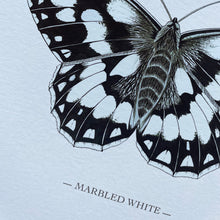 Load image into Gallery viewer, Marbled White illustrated butterfly print