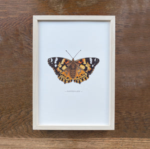 Painted Lady illustrated butterfly print
