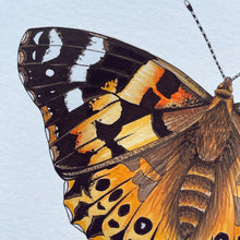 Load image into Gallery viewer, Painted Lady illustrated butterfly print