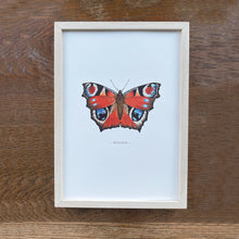 Load image into Gallery viewer, Peacock illustrated butterfly print