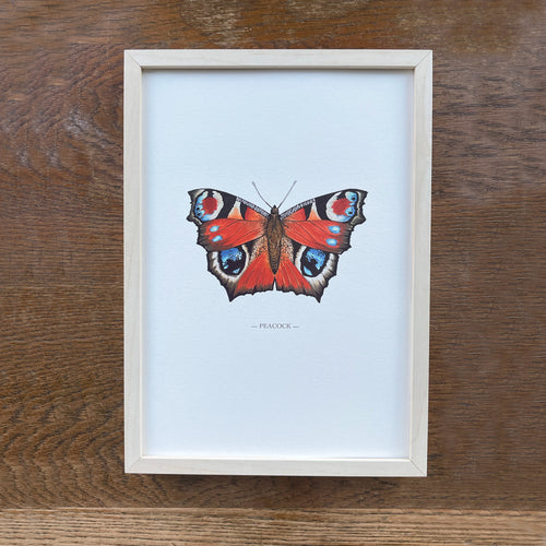 Peacock illustrated butterfly print
