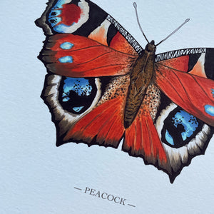 Peacock illustrated butterfly print