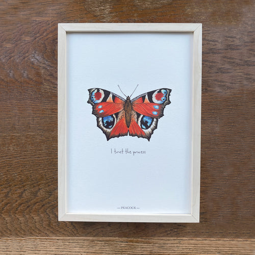 Personalised Peacock illustrated butterfly print