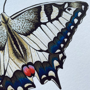 Swallowtail illustrated butterfly print