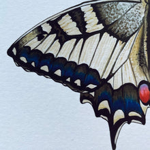 Load image into Gallery viewer, Personalised Swallowtail illustrated butterfly print